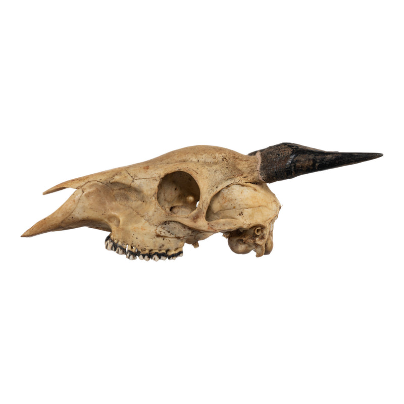 Real Peter's Duiker Skull