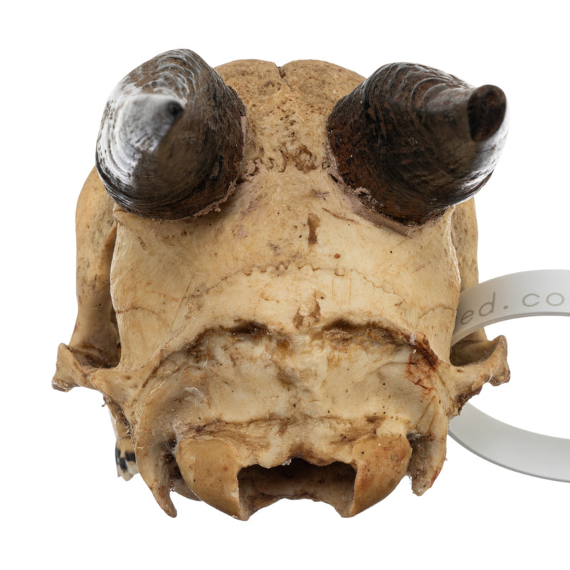 Real Peter's Duiker Skull