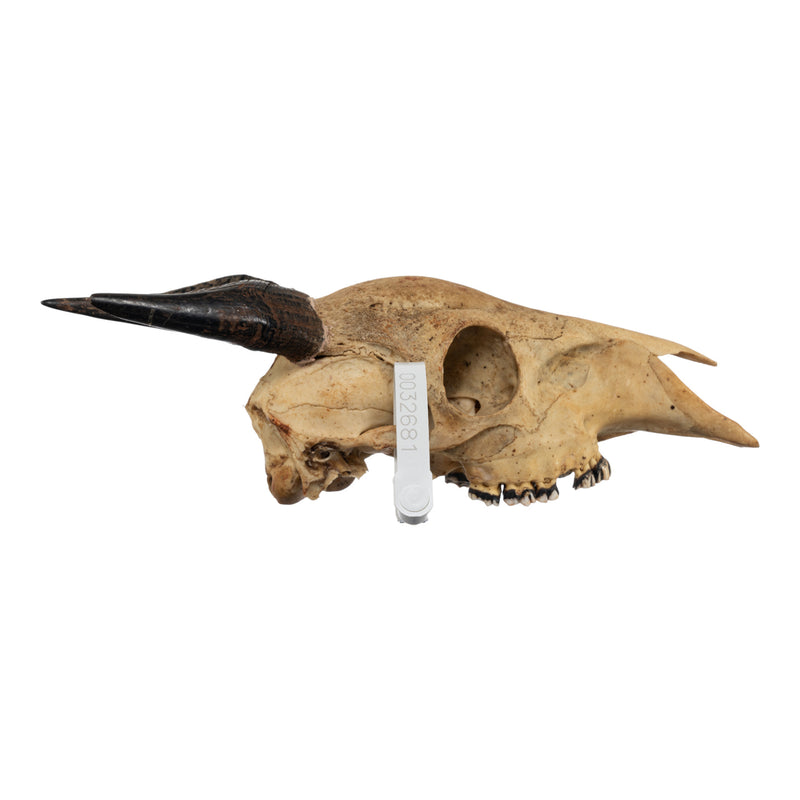 Real Peter's Duiker Skull