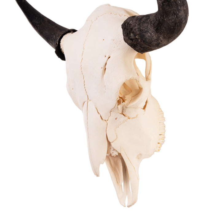 Real American Bison Skull