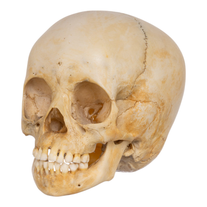 Real Human Child Skull