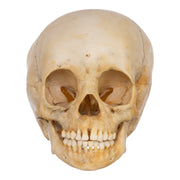 Real Human Child Skull
