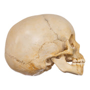 Real Human Child Skull