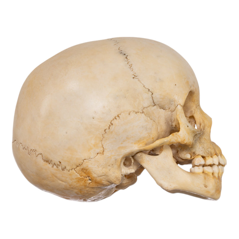 Real Human Child Skull
