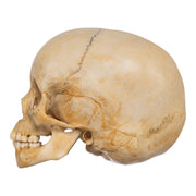 Real Human Child Skull