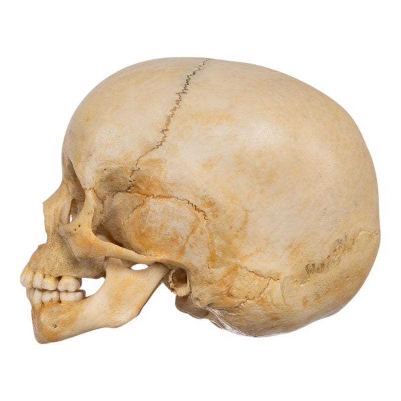 Real Human Child Skull