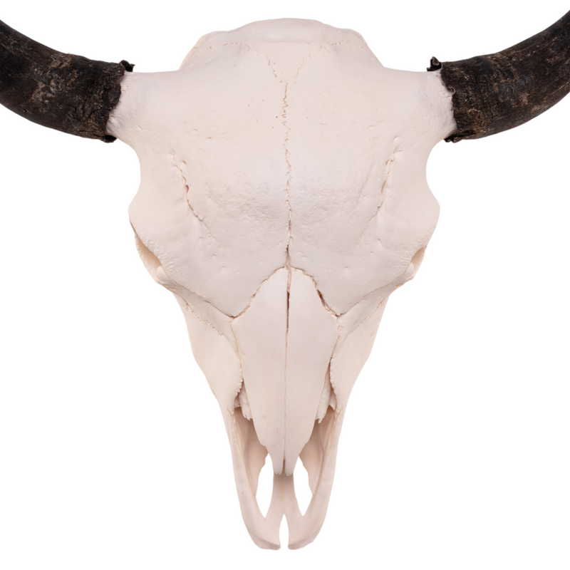 Real American Bison Skull