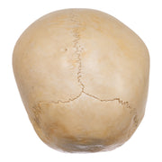 Real Human Child Skull