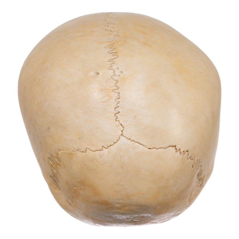 Real Human Child Skull