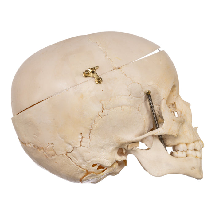 Real Human Child Skull