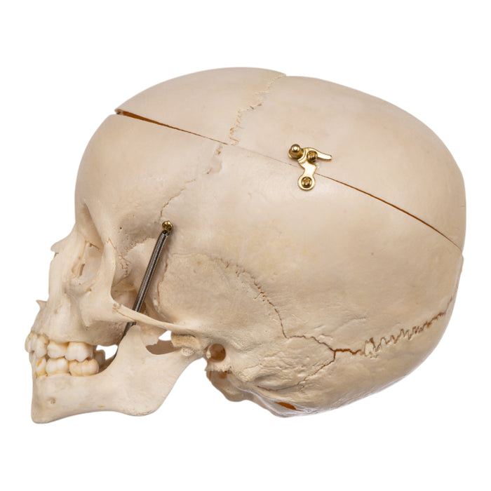 Real Human Child Skull