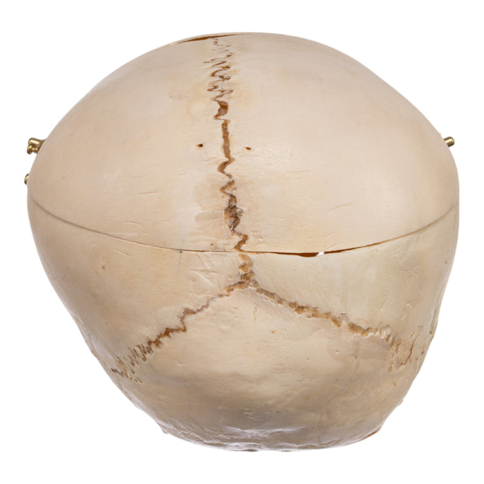 Real Human Child Skull