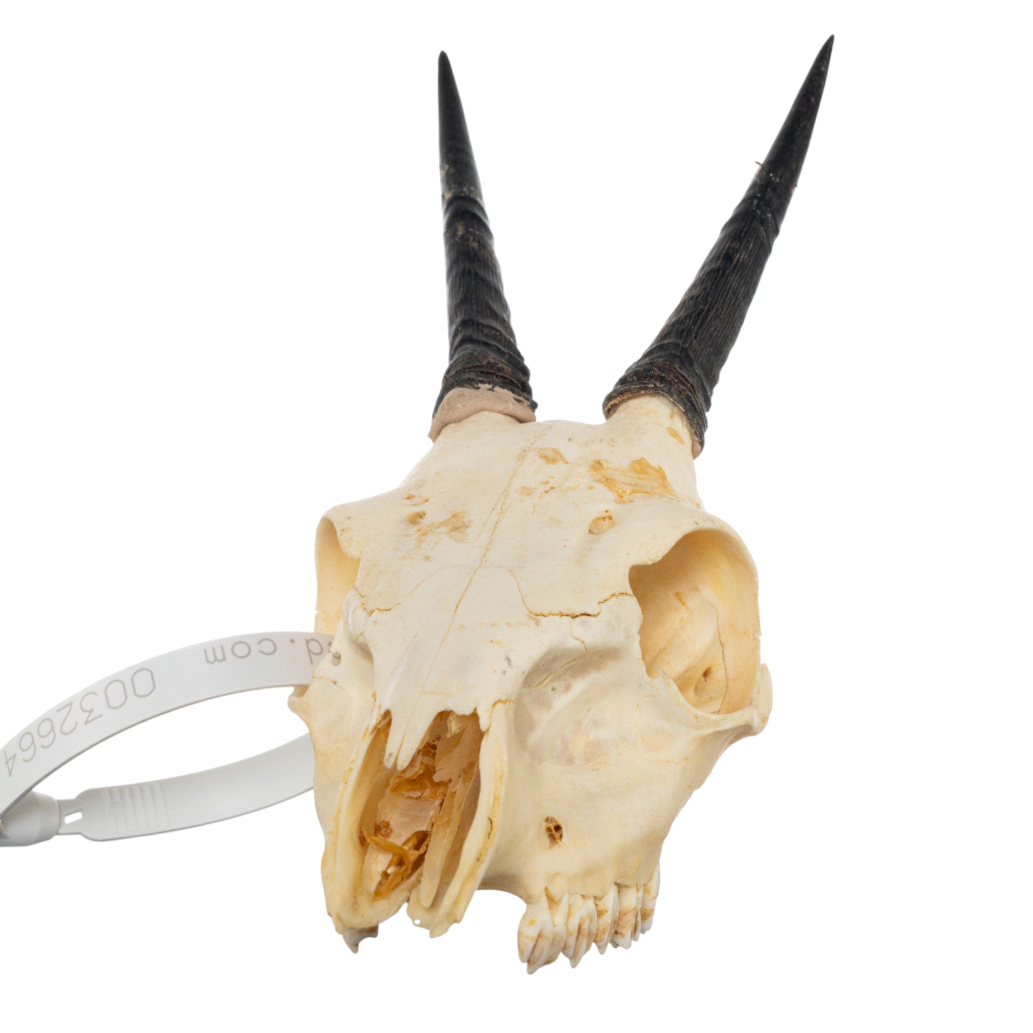 【新品未使用】DAMNGOOD!! SKULL HANDLE SC25 BK Real Common Duiker Skull For Sale — Skulls Unlimited International