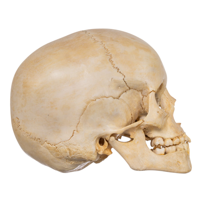 Real Human Child Skull