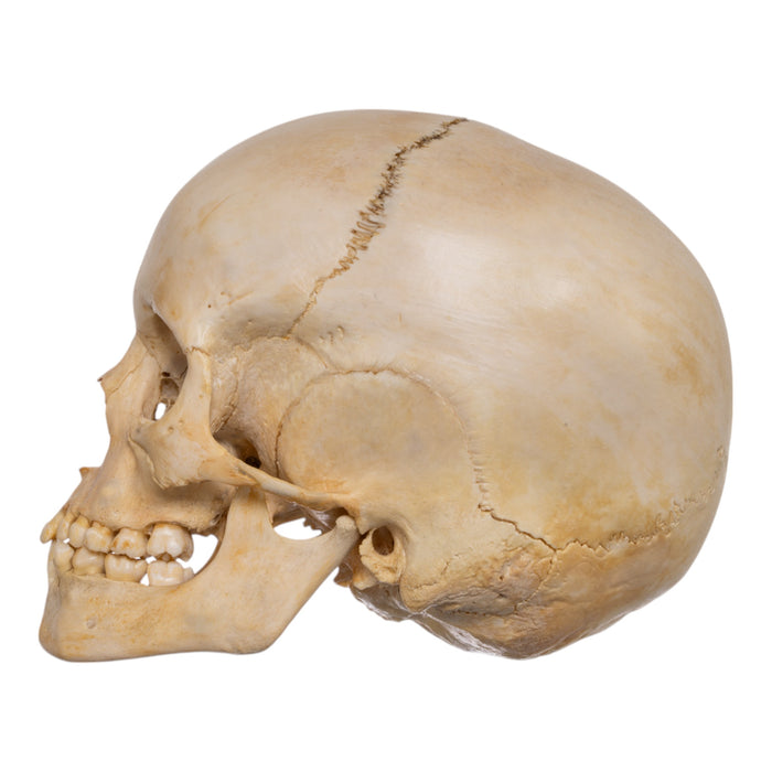 Real Human Child Skull