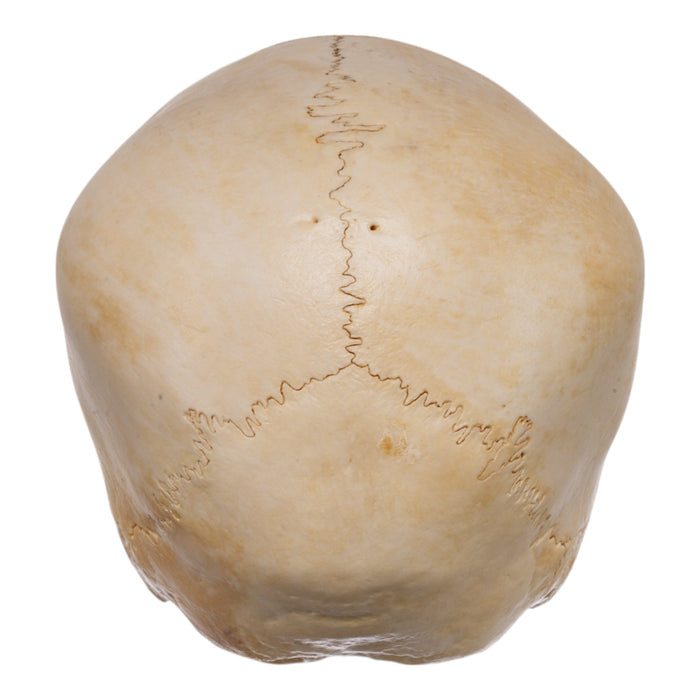 Real Human Child Skull