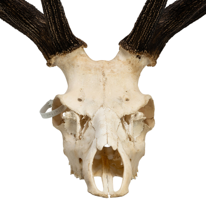 Skull Rreal Real Red Deer Skull For Sale — Skulls Unlimited International, Inc.