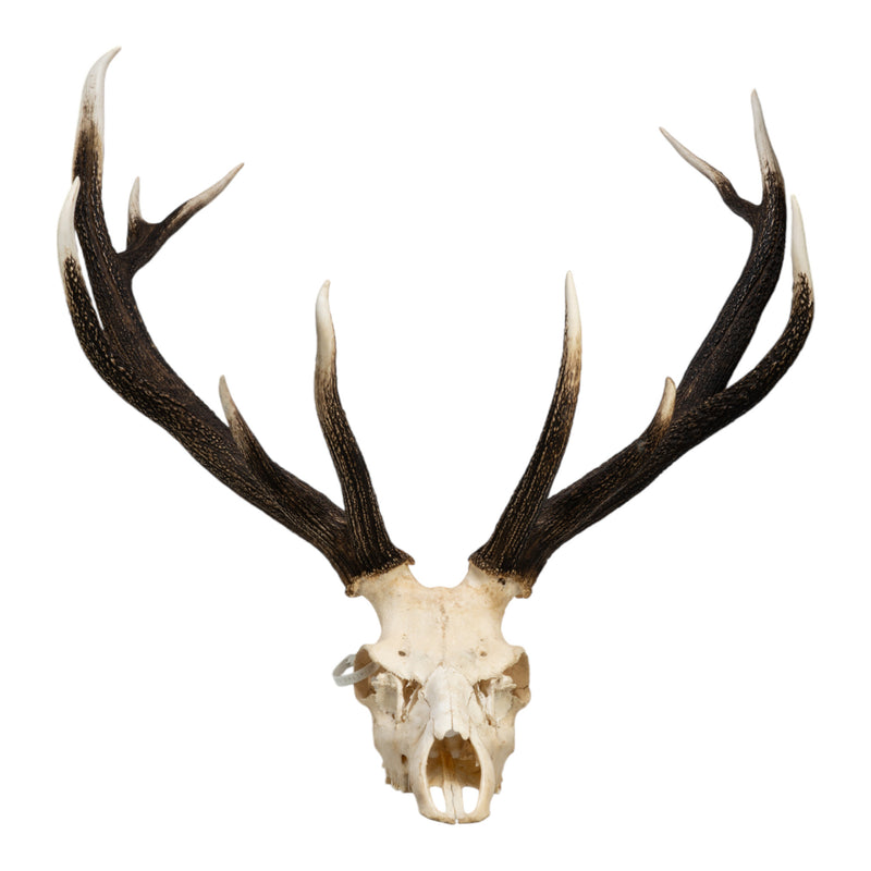 Real Red Deer Skull