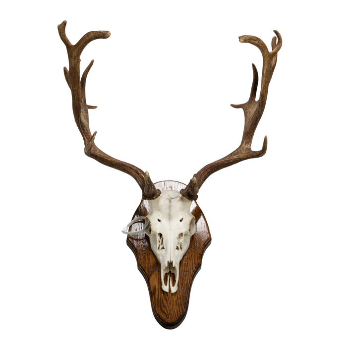 Real Fallow Deer Skull on Plaque