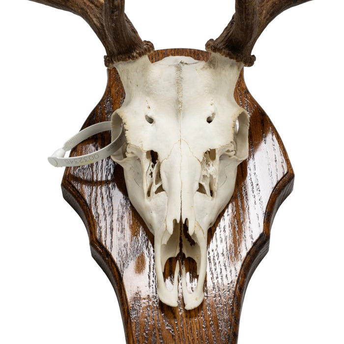 Real Fallow Deer Skull on Plaque