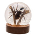 Real Spider and Fly in Acrylic Globe