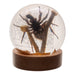 Real Spider and Fly in Acrylic Globe