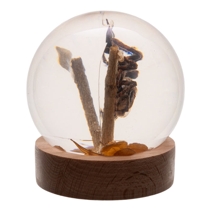 Real Spider and Fly in Acrylic Globe