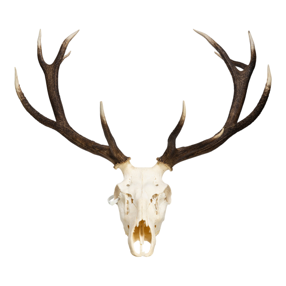 Real Red Deer Skull For Sale — Skulls Unlimited International, Inc., image size:1200x1200