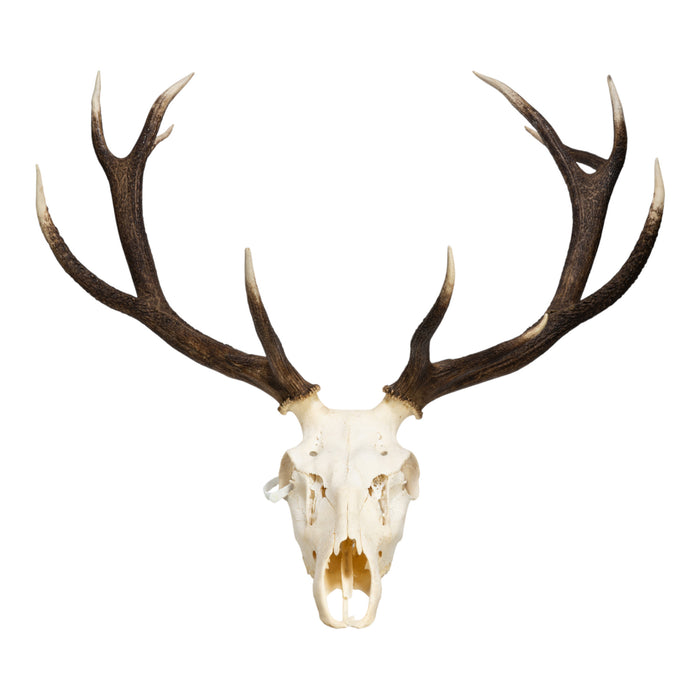 Real Red Deer Skull