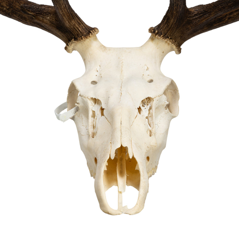 Real Red Deer Skull