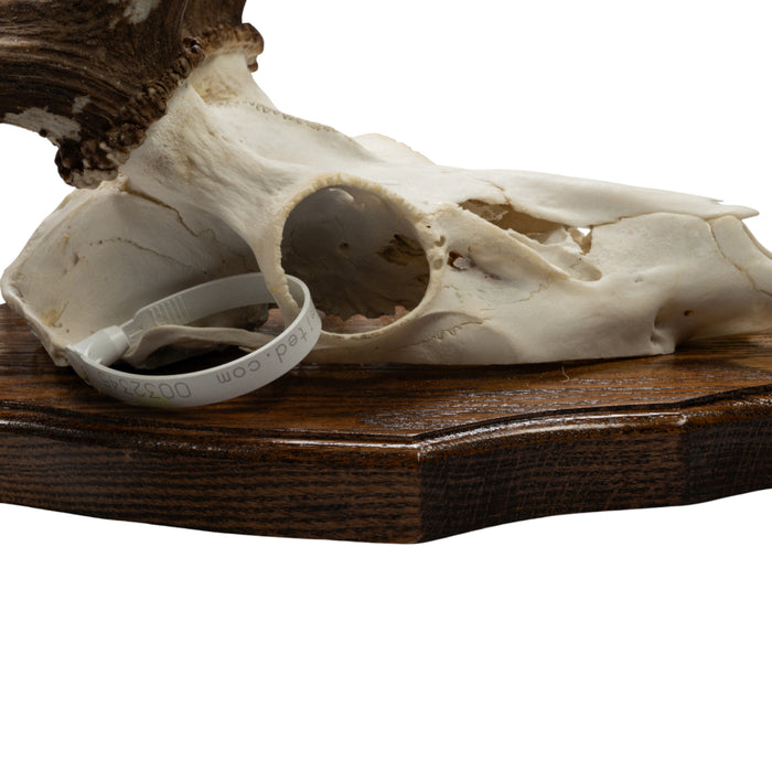 Real Fallow Deer Skull on Plaque