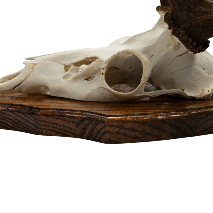 Real Fallow Deer Skull on Plaque
