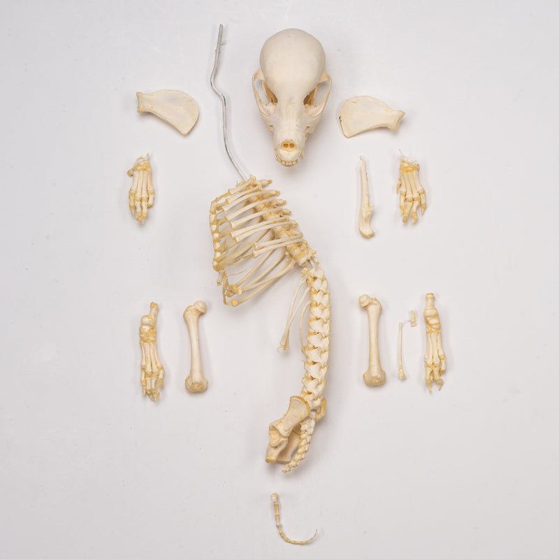 Real Domestic Dog Skeleton - Partial