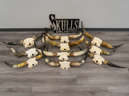 Real Longhorn Skull Plate - Limited Quantity