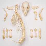 Real Domestic Dog Skeleton - Partial