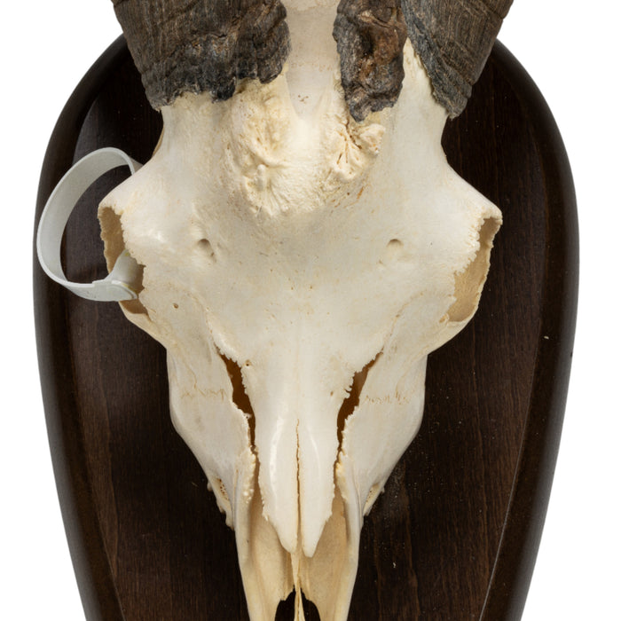 Real Domestic Goat Skull