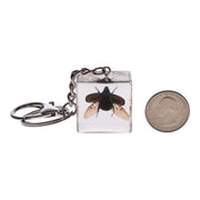 Real Chafer Beetle in Acrylic Cube Keychain