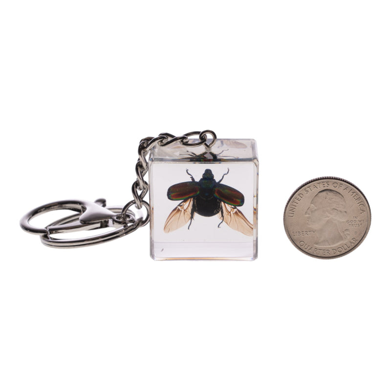 Real Chafer Beetle in Acrylic Cube Keychain