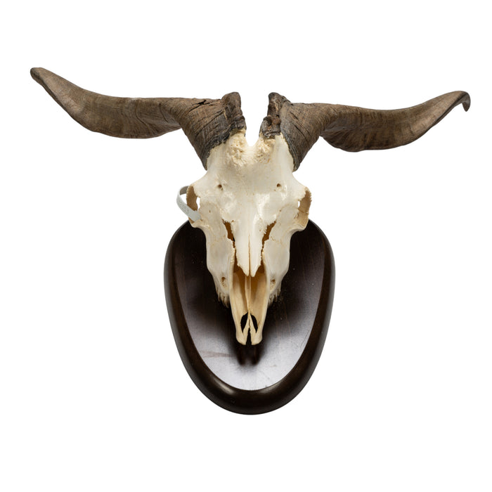 Real Domestic Goat Skull