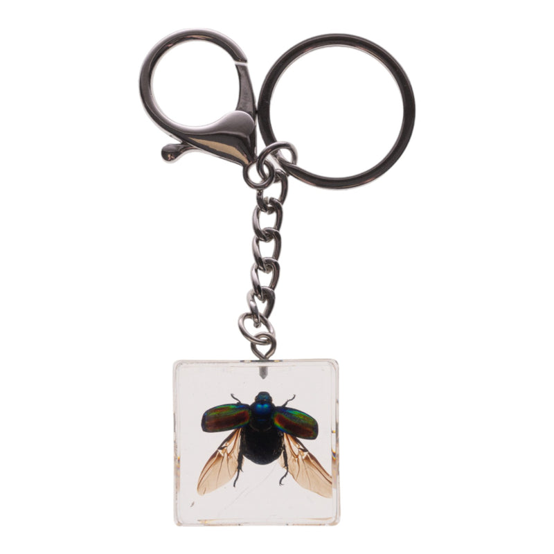Real Chafer Beetle in Acrylic Cube Keychain