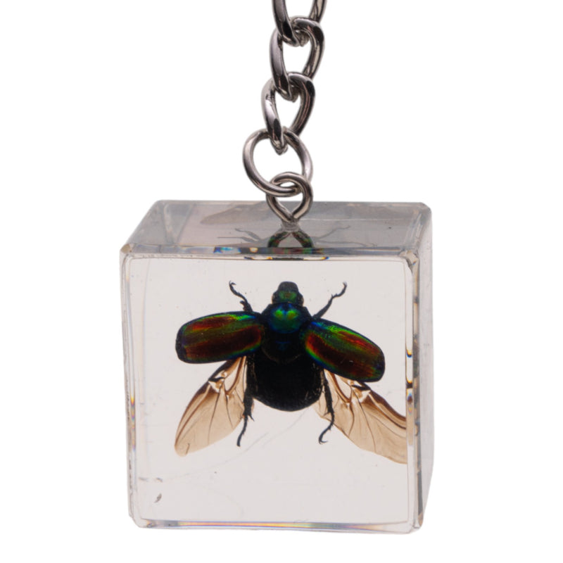 Real Chafer Beetle in Acrylic Cube Keychain