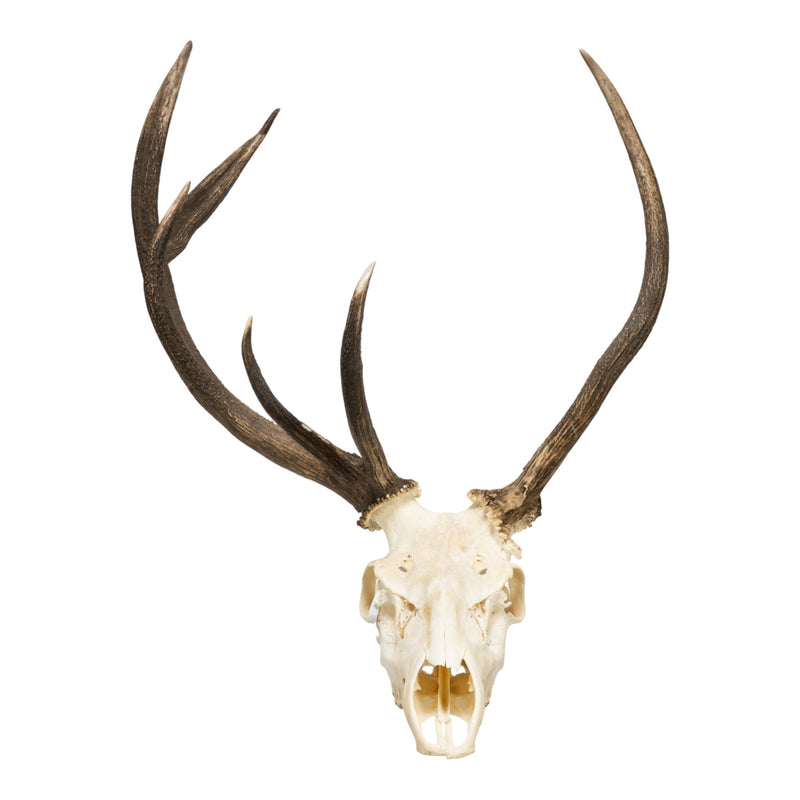 Real Red Deer Skull