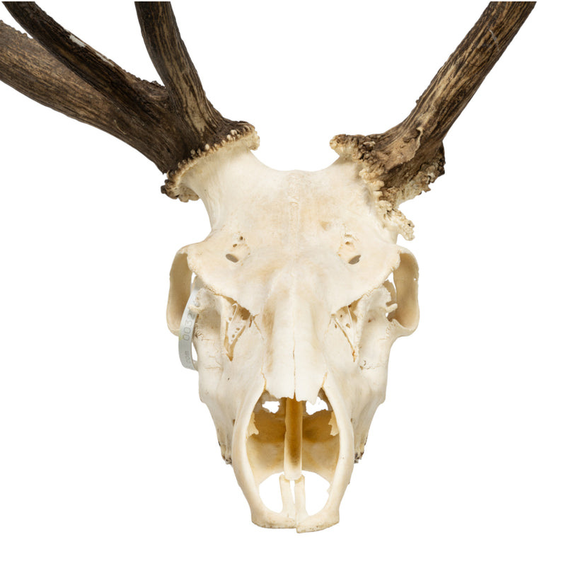 Real Red Deer Skull