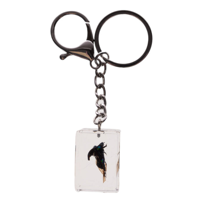 Real Chafer Beetle in Acrylic Cube Keychain