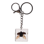 Real Chafer Beetle in Acrylic Cube Keychain