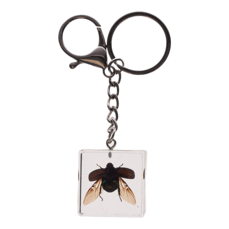 Real Chafer Beetle in Acrylic Cube Keychain