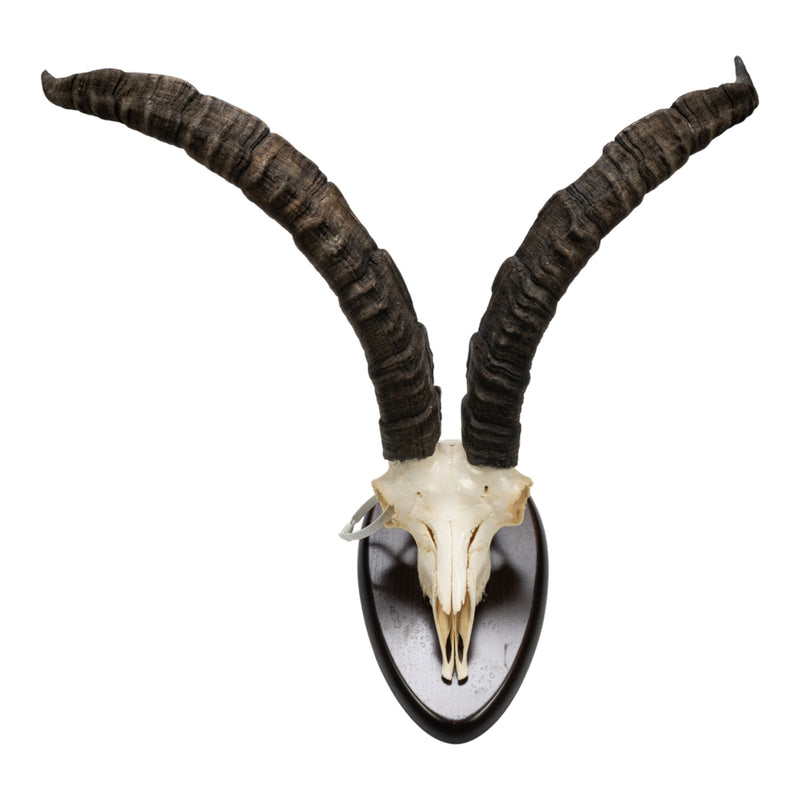 Real Gredos Spanish Ibex Skull