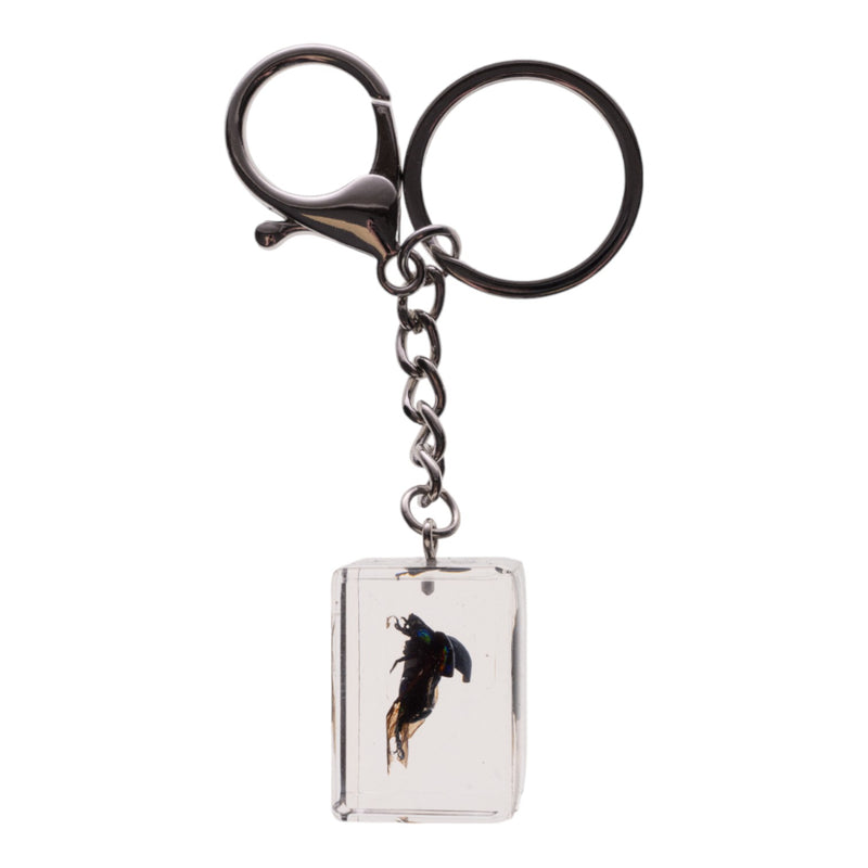 Real Chafer Beetle in Acrylic Cube Keychain
