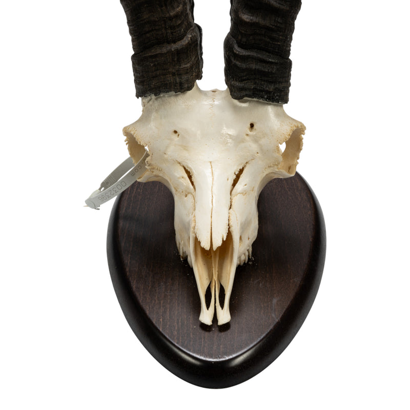 Real Gredos Spanish Ibex Skull