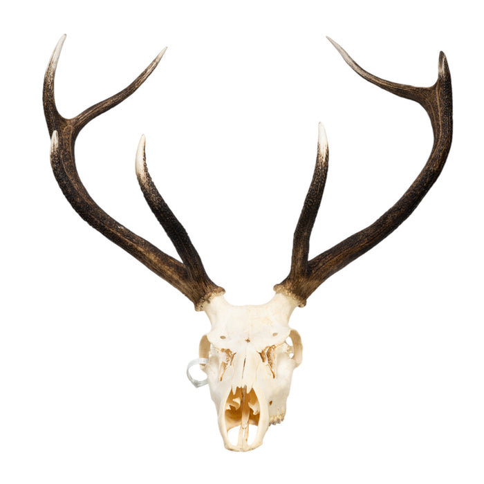 Real Red Deer Skull
